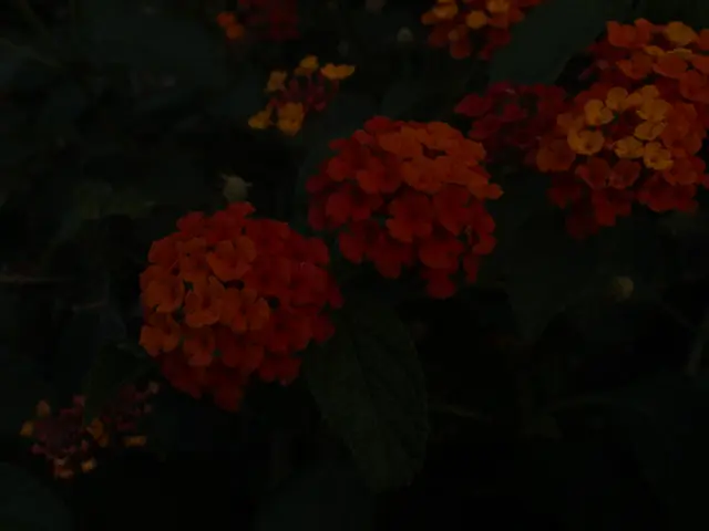 USDA's Map Reveals Hawaii's Planting Zones for Agricultural Purposes